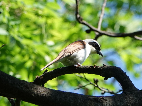칡때까치 [사진=김은정] 