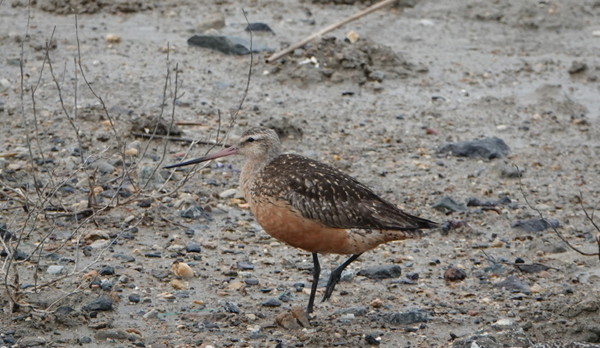 큰뒷부리도요 [사진=김은정] 