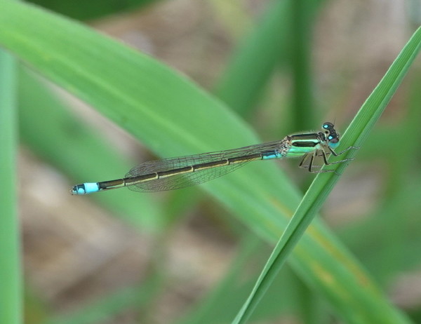 푸른아시아실잠자리 [사진=에코코리아] 