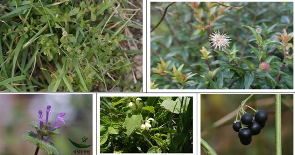 [사진 출처 : 국가생물종지식정보시스템]