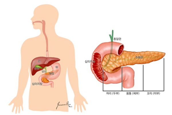 췌장, 담도의 위치와 구조 [이미지 출처 = 국가암정보센터 암정보 https://www.cancer.go.kr] 