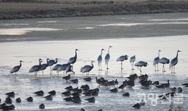 올해 장항습지에서 월동중인 재두루미.