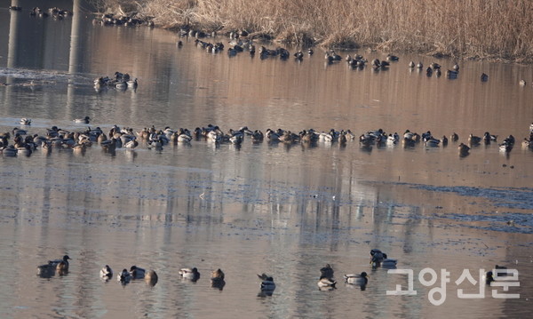 월동중인 청둥오리 무리. 