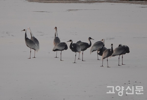 장항습지에서 월동중인 재두루미.