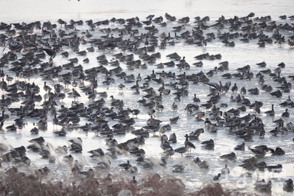 장항습지에서 월동중인 기러기 무리. 