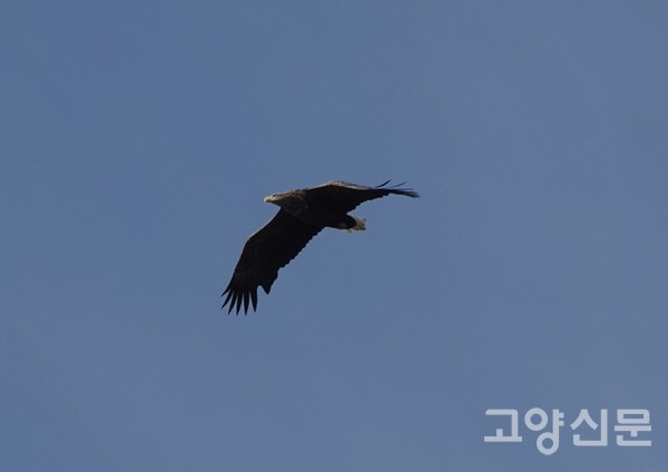 장항습지의 최고 포식자 흰꼬리수리. 