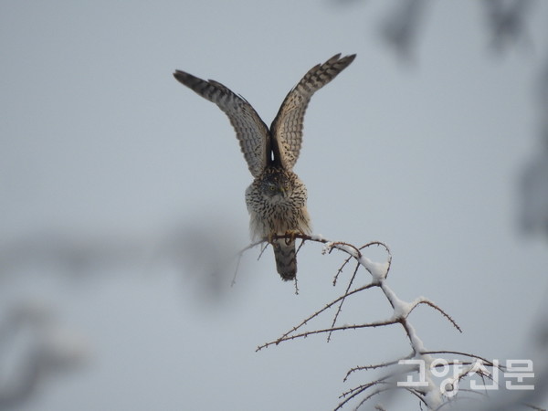 메타세쿼이이아 나무 꼭대기에서 날개를 펴고 멋진 포즈를 선사한 참매. [사진=조병범]