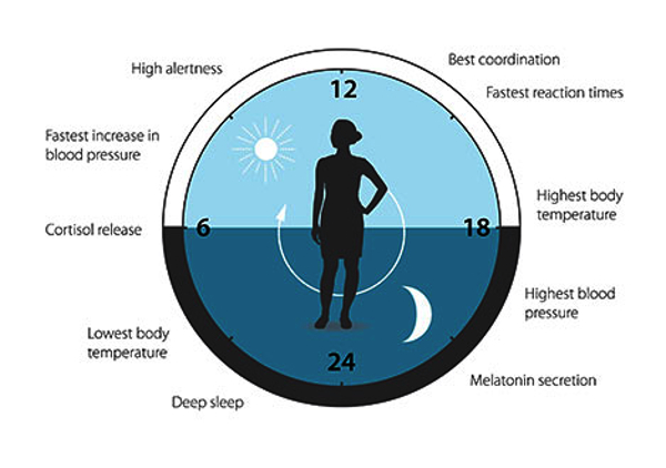생체 시계에 따른 24시간 주기 생리의 변화. 생체 시계는 하루 24시간을 기준으로 각각 다른 상황에 맞게 우리의 생리 상태를 예상하고 또 그에 맞게 적응한다. 생체시계는 우리의 수면패턴, 섭식, 호르몬 분비, 혈압, 체온이 조절되도록 도와준다. [출처 = www.nobelprize.org]