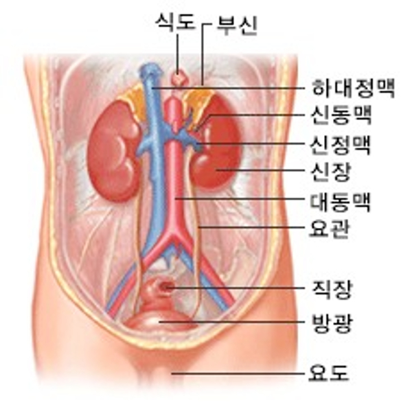 신장 방광의 위치 [이미지 출처 = 국가암정보센터]