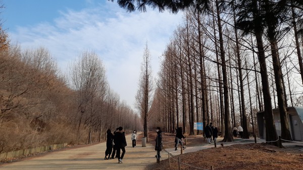 하늘공원의 메타세퀘이아 숲길.
