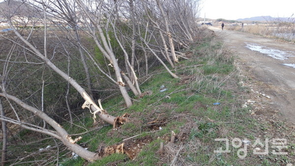 둑방길 경사면의 나무들이 포크레인에 찍혀 쓰러진 모습. 2021년 4월. 