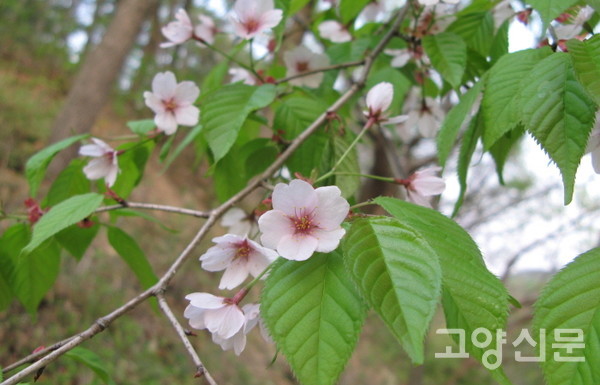 벚나무 [사진=에코코리아]