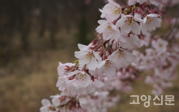 올벚나무 [사진=에코코리아]