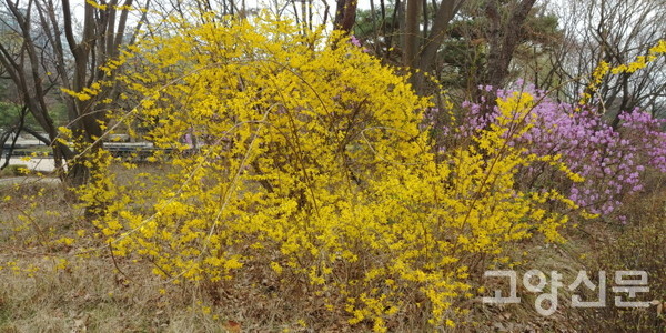 만개한 호수공원 개나리 표준목 [사진=에코코리아]