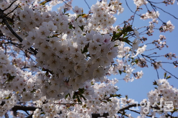 만개한 호수공원 왕벚나무 [사진=에코코리아]