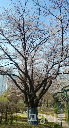 만개 직전의 호수공원 왕벚나무 표준목 [사진=에코코리아]