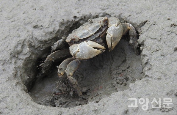 말똥게. [사진제공=에코코리아]