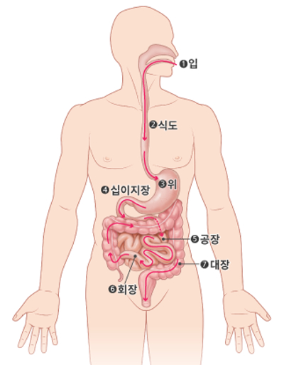 음식물의 이동경로 [이미지 출처 = 국가암정보센터]