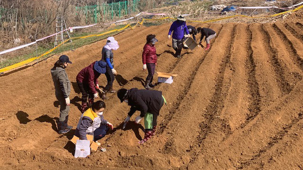 백석1동 주민자치회가 한국동서발전(주)일산발전본부 직원들과 사랑의 감자심기를 진행했다.