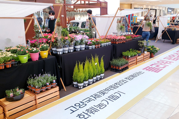 플라워 팝업스토어