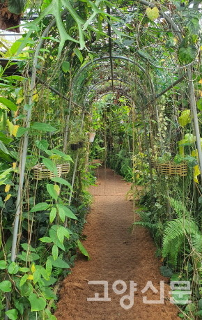 초록의 터널을 이룬 정글가든. 