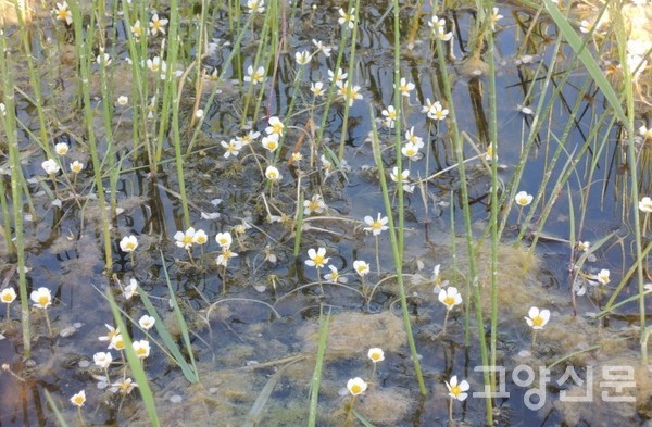 내몽골 후룬베이얼의 매화마름. [사진제공=에코코리아]