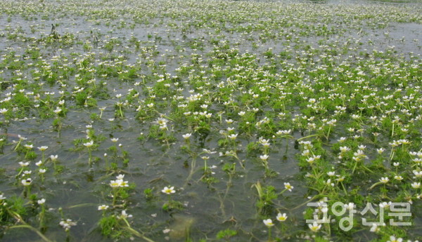 논의 매화마름 군락. [사진제공=에코코리아]