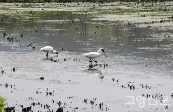 매화마름과 저어새의 동거. [사진제공=에코코리아]