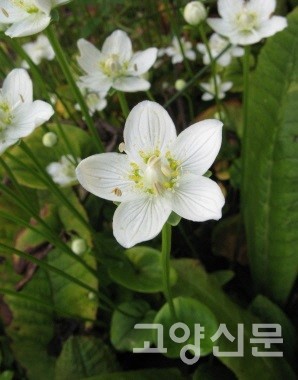 물매화. [사진제공=에코코리아]