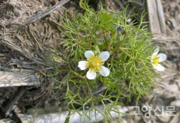 물밖에 핀 매화마름(육상엽). [사진제공=에코코리아]