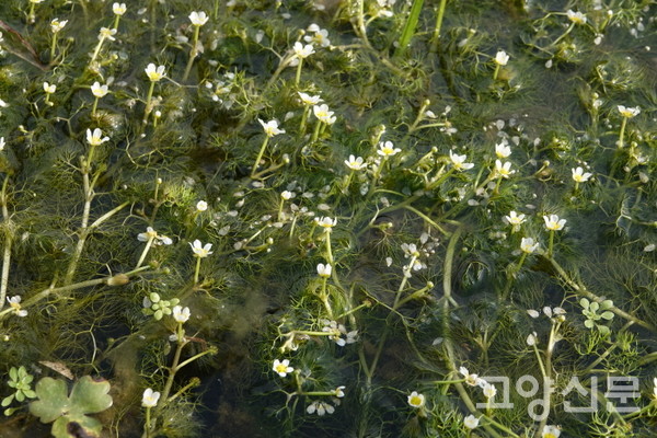 물속에 핀 매화마름(수중엽). [사진제공=에코코리아]