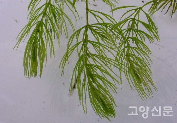 붕어마름. [사진제공=에코코리아]