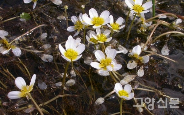 알혼섬 선착장에서 만난 매화마름. [사진제공=에코코리아]
