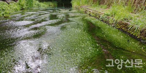 일본 미시마 겐베이강 매화마름. [사진제공=에코코리아]