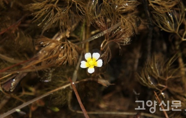 중국 운남성 옥룡설산에서 만난 매화마름. [사진제공=에코코리아]