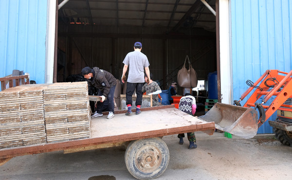 송포지역에서는 모판 담기로 바쁘다. 조동호 조합원이 5월 20일경 모내기를 할 모판을 담고 있다.