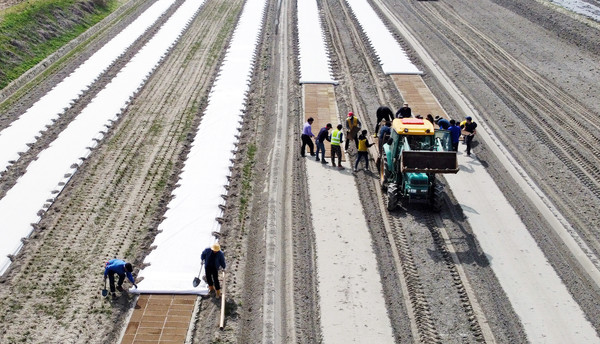 한창 못자리 중인 송포 들녘.