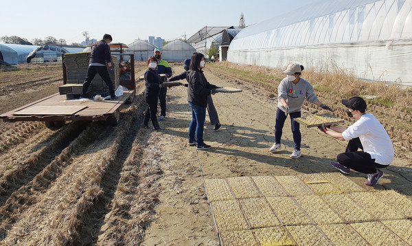 지도농협 임직원들이 모판을 나르며 구슬땀을 흘렸다.