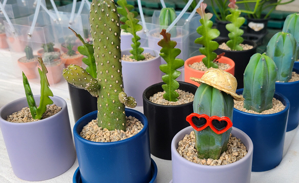 2021 화훼 직거래 장터 상품.