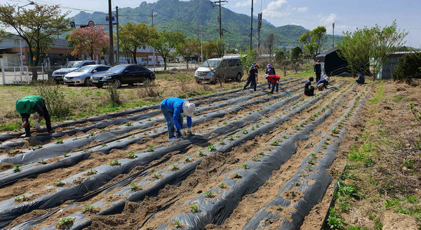 행복텃밭에 모종을 심고 있는 효자동 주민자치위원회.