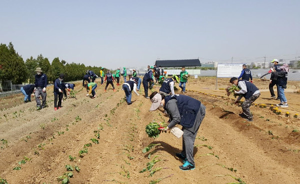 사랑의 농작물 공동재배를 위한 고구마 심기를 진행하고 있는 능곡동.
