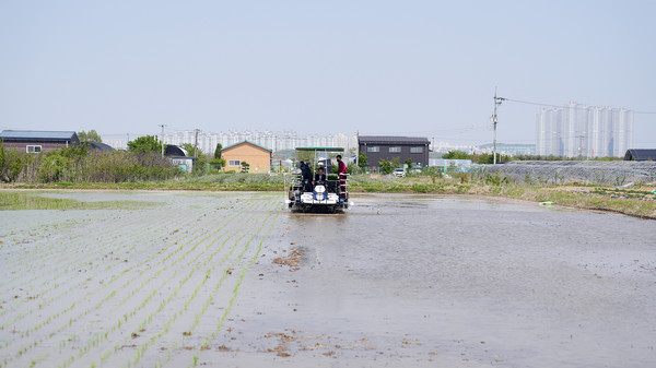모내기 시연중인 GPS무인이앙기.