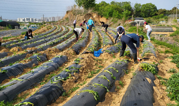 백석1동 주민자치회 ‘알알이 영그는 텃밭’에 고구마 모종 심기를 진행하고 있다. 