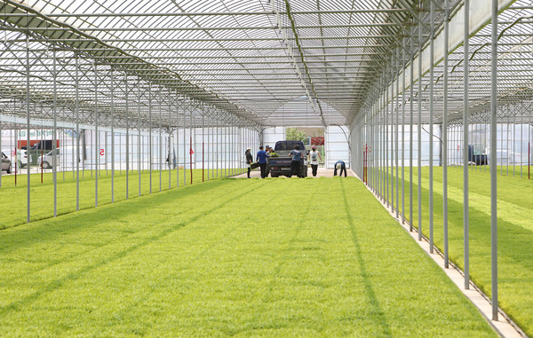 풍년기원제가 열린 날에도 조합원들이 모를 내기위해 모판을 싣고 있다. 모내기는 5월 말이면 완료된다.