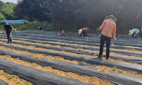 중산2동 주민자치회 위원들이 어려운 이웃을 위한 사랑의 고구마 수확을 위해 모종을 심고 있다.