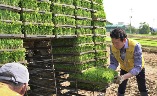 임용식 조합장이 모판을 나르고 있다.