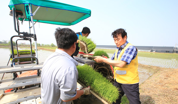 임용식 송포농협 조합장이 모내기 현장에서 농민들과 모판을 나르고 있다.