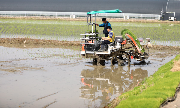  이앙기에 올라 농민과 모를 내고 있는 임용식 조합장.