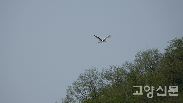 장항습지 위로 날아가는 황새. [사진제공=에코코리아]