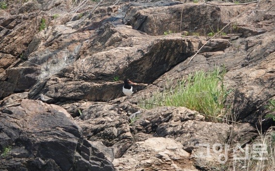 장항습지에서 처음 기록된 검은머리물떼새. [사진제공=에코코리아]
